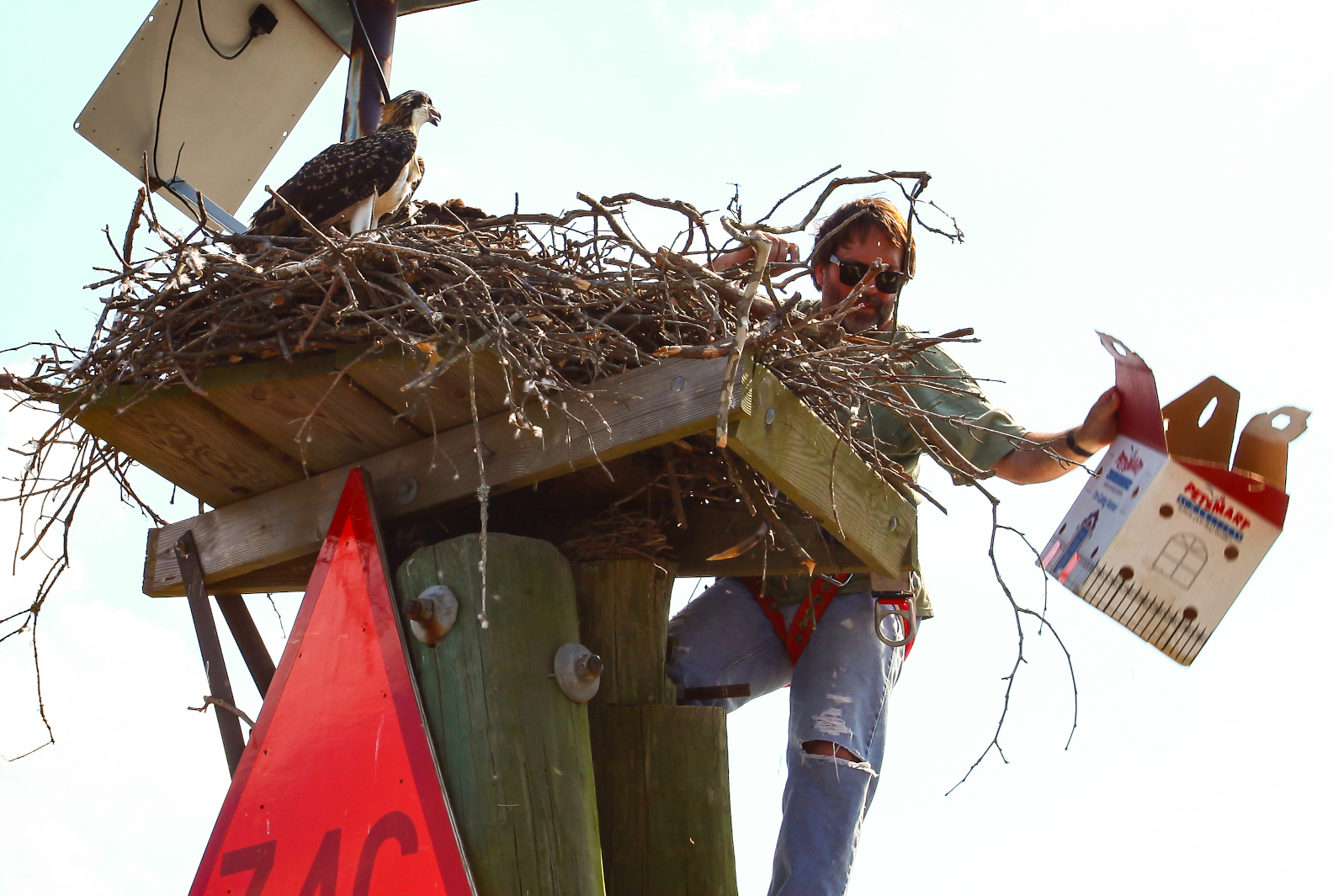Moving Osprey